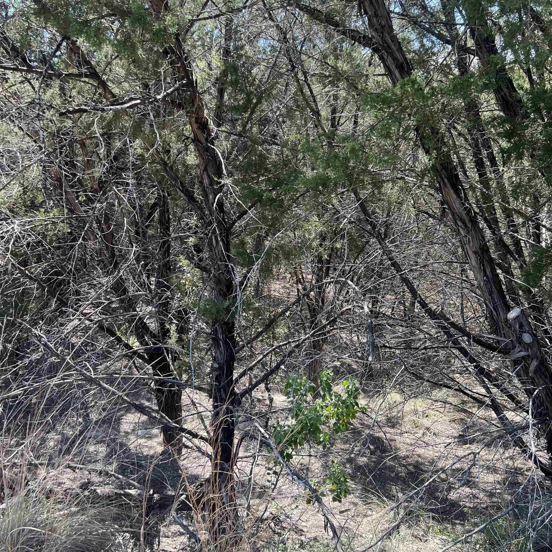 0.38 acres in Travis County gallery image 4