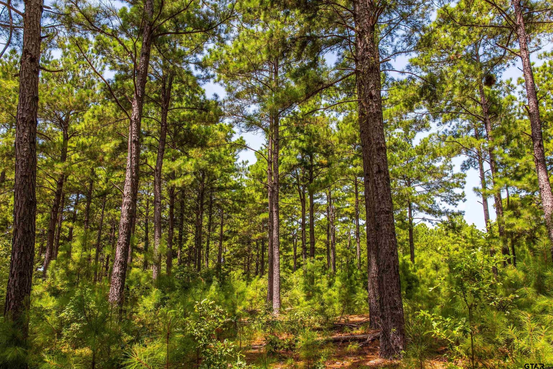 52.5 acres in Henderson County - photo 4