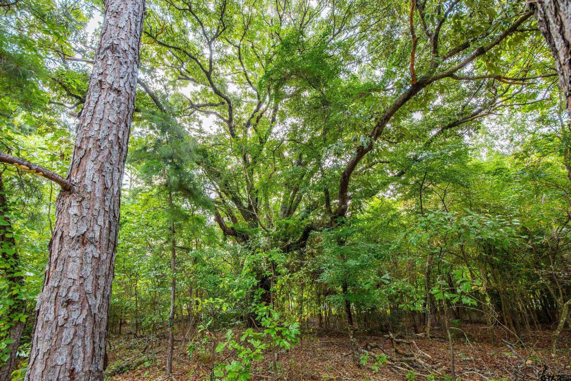 52.5 acres in Henderson County - photo 15