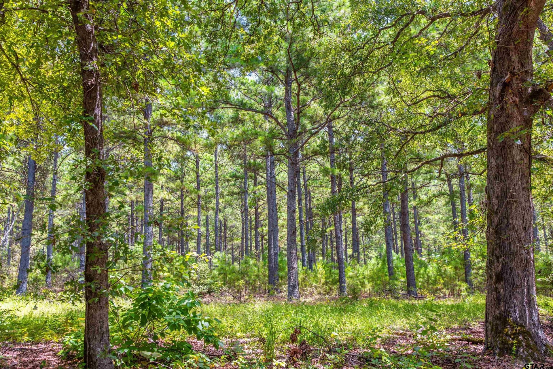 52.5 acres in Henderson County - photo 12
