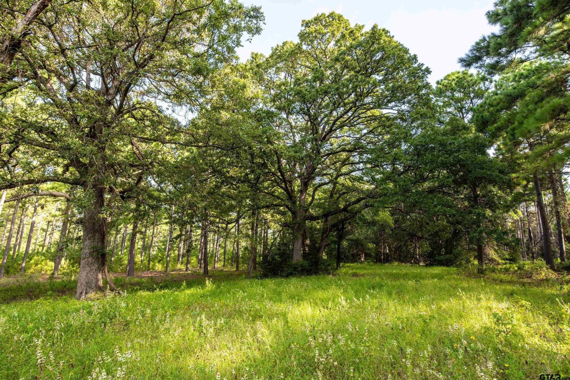 52.5 acres in Henderson County - photo 2