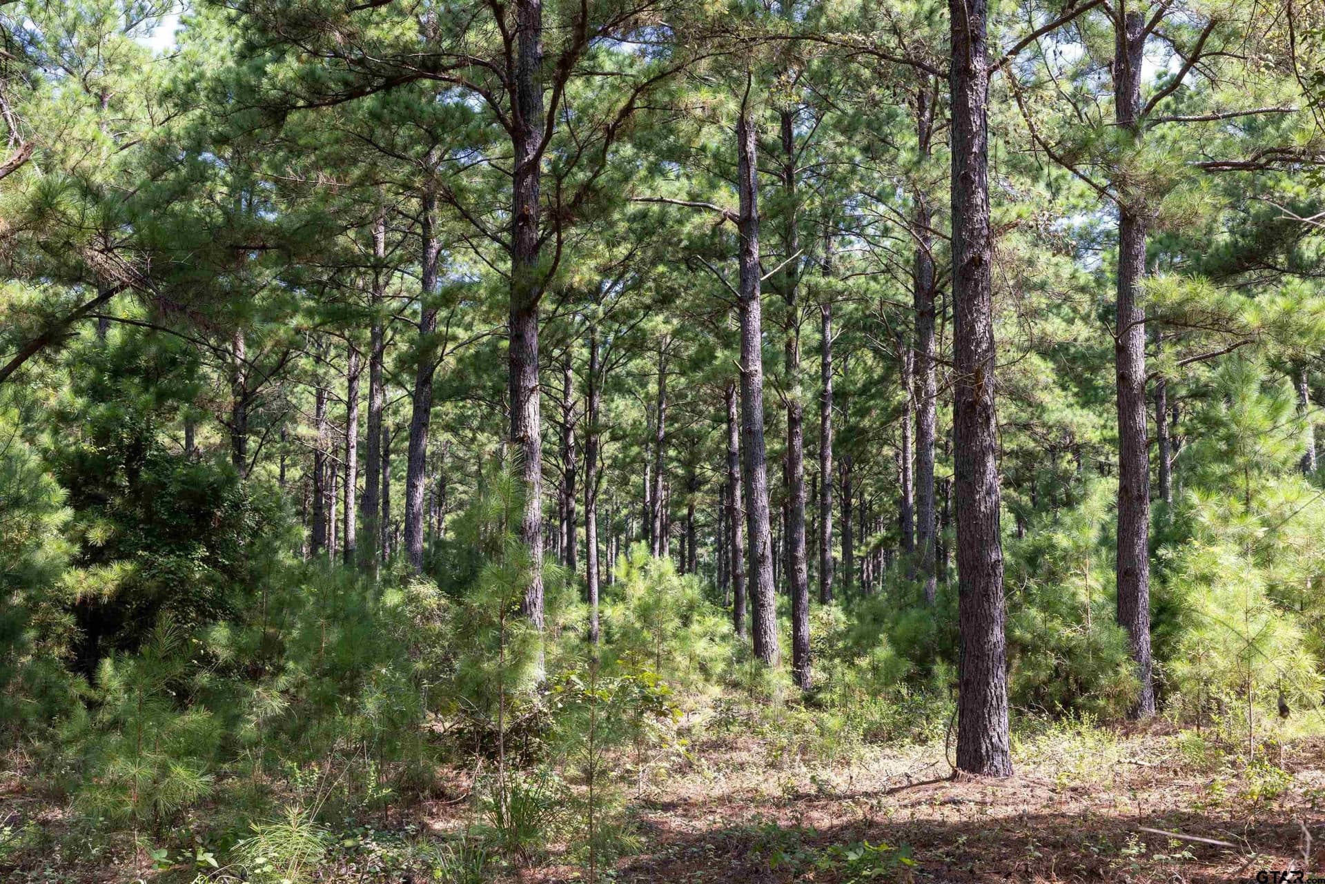 52.5 acres in Henderson County - photo 13