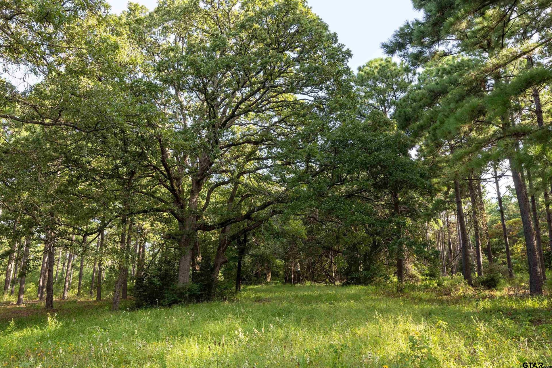 52.5 acres in Henderson County - photo 6