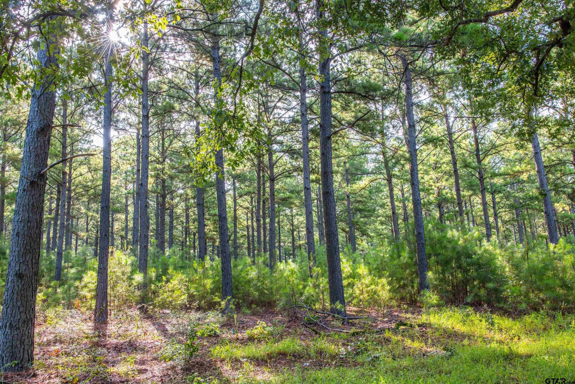 52.5 acres in Henderson County - photo 19