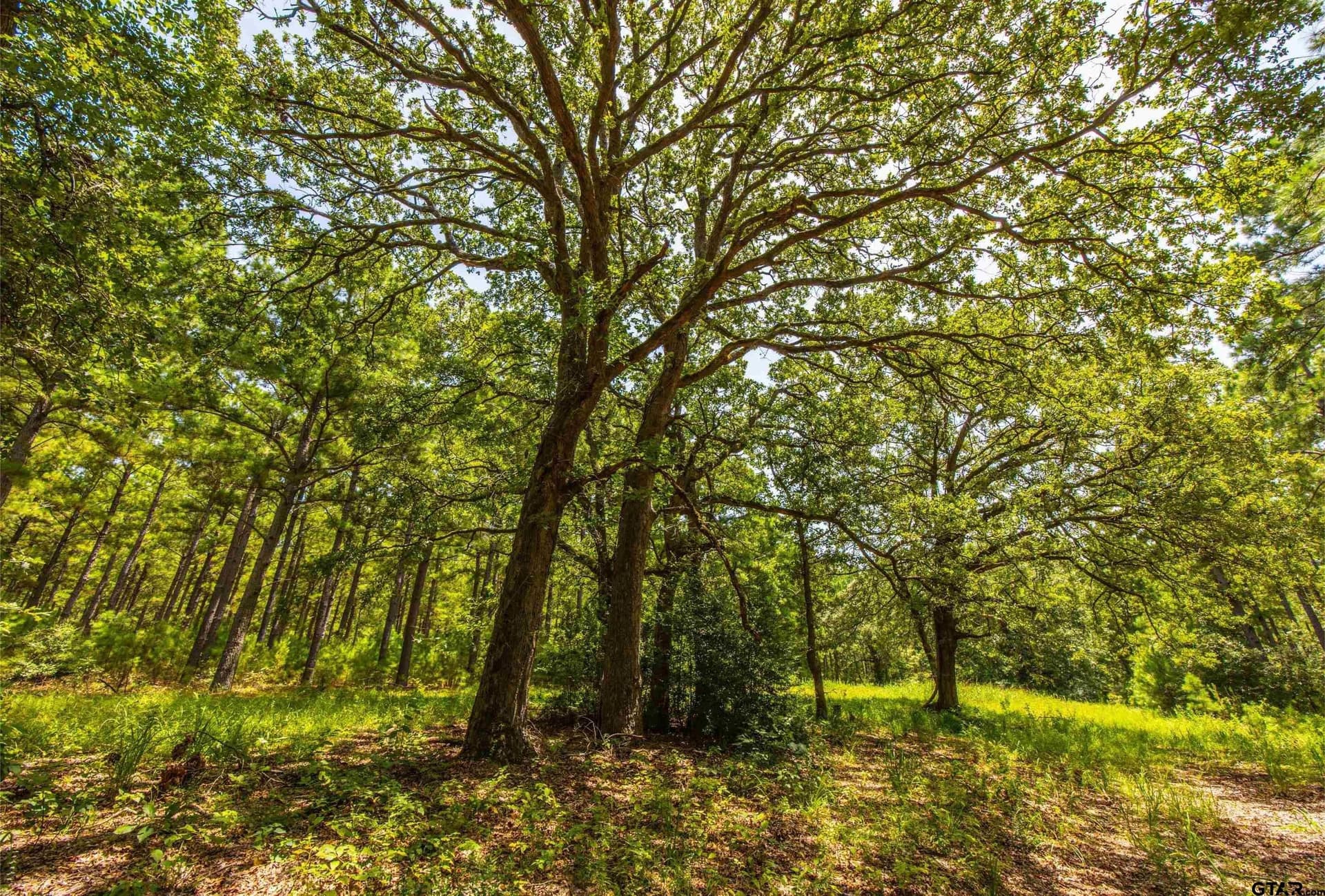 52.5 acres in Henderson County - photo 3