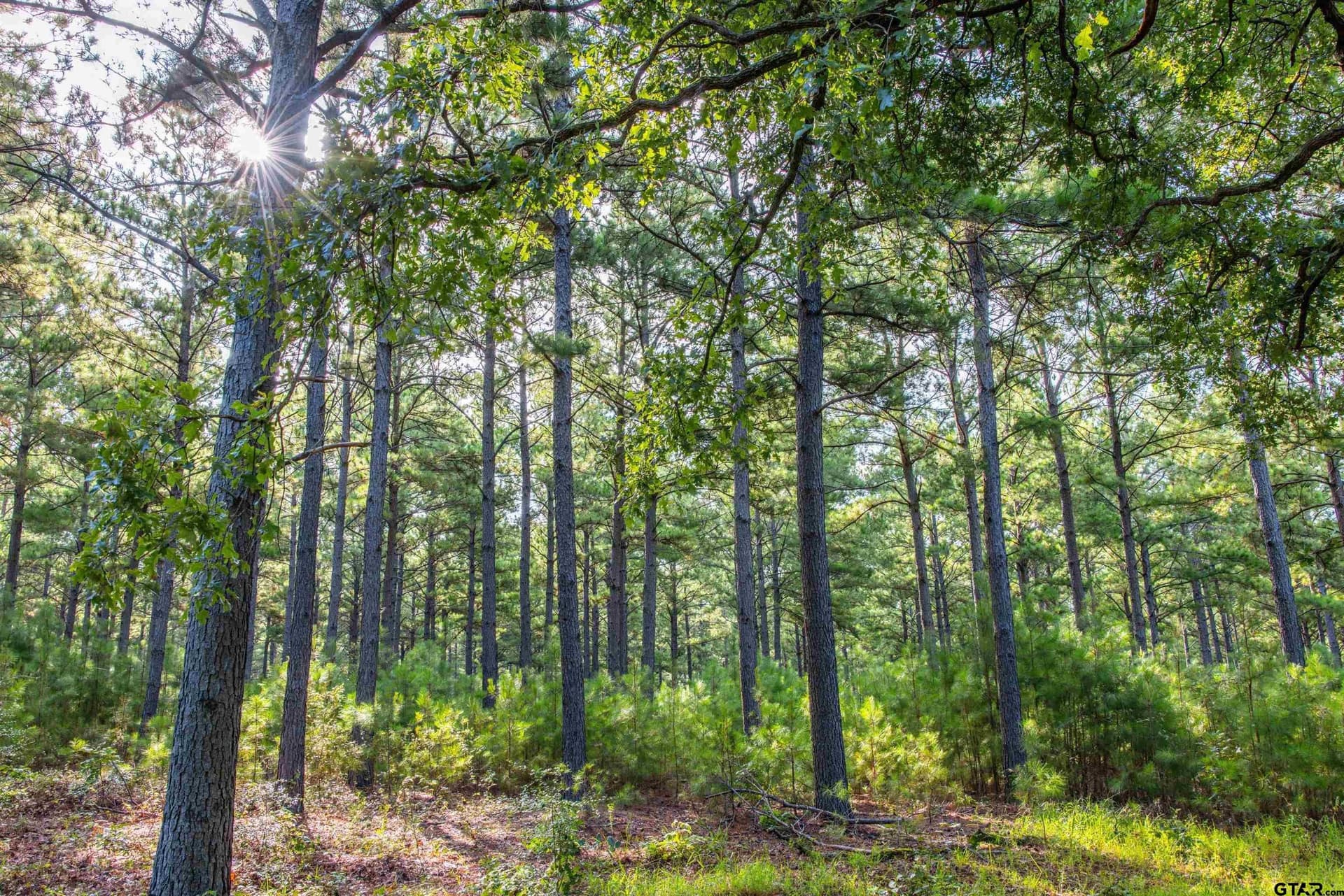 52.5 acres in Henderson County - photo 22