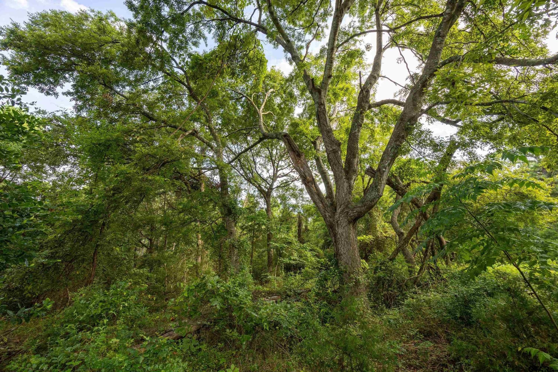 52.5 acres in Henderson County - photo 16