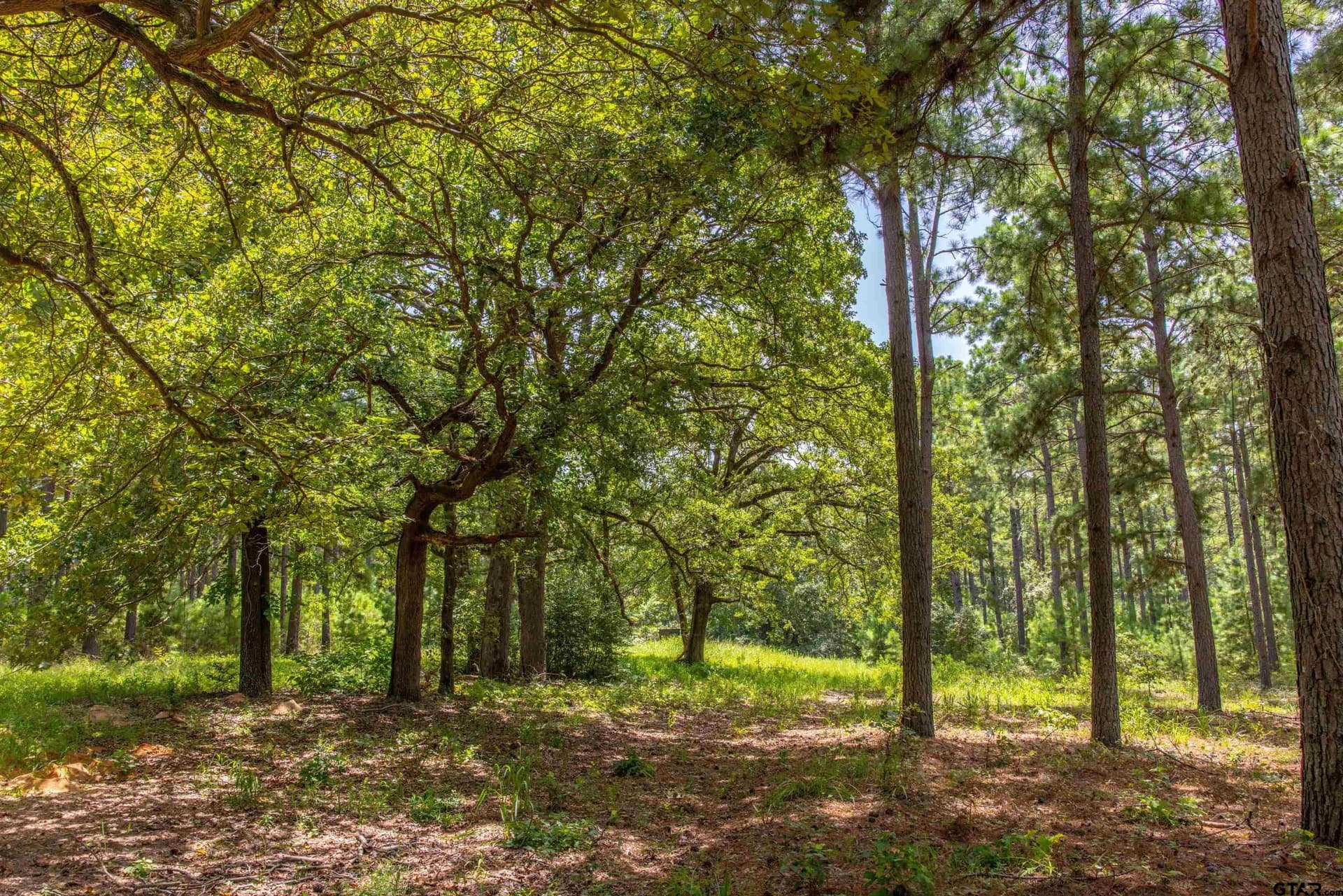 52.5 acres in Henderson County - photo 11