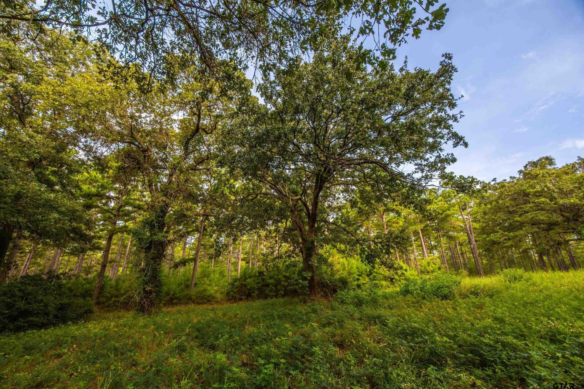 52.5 acres in Henderson County - photo 17