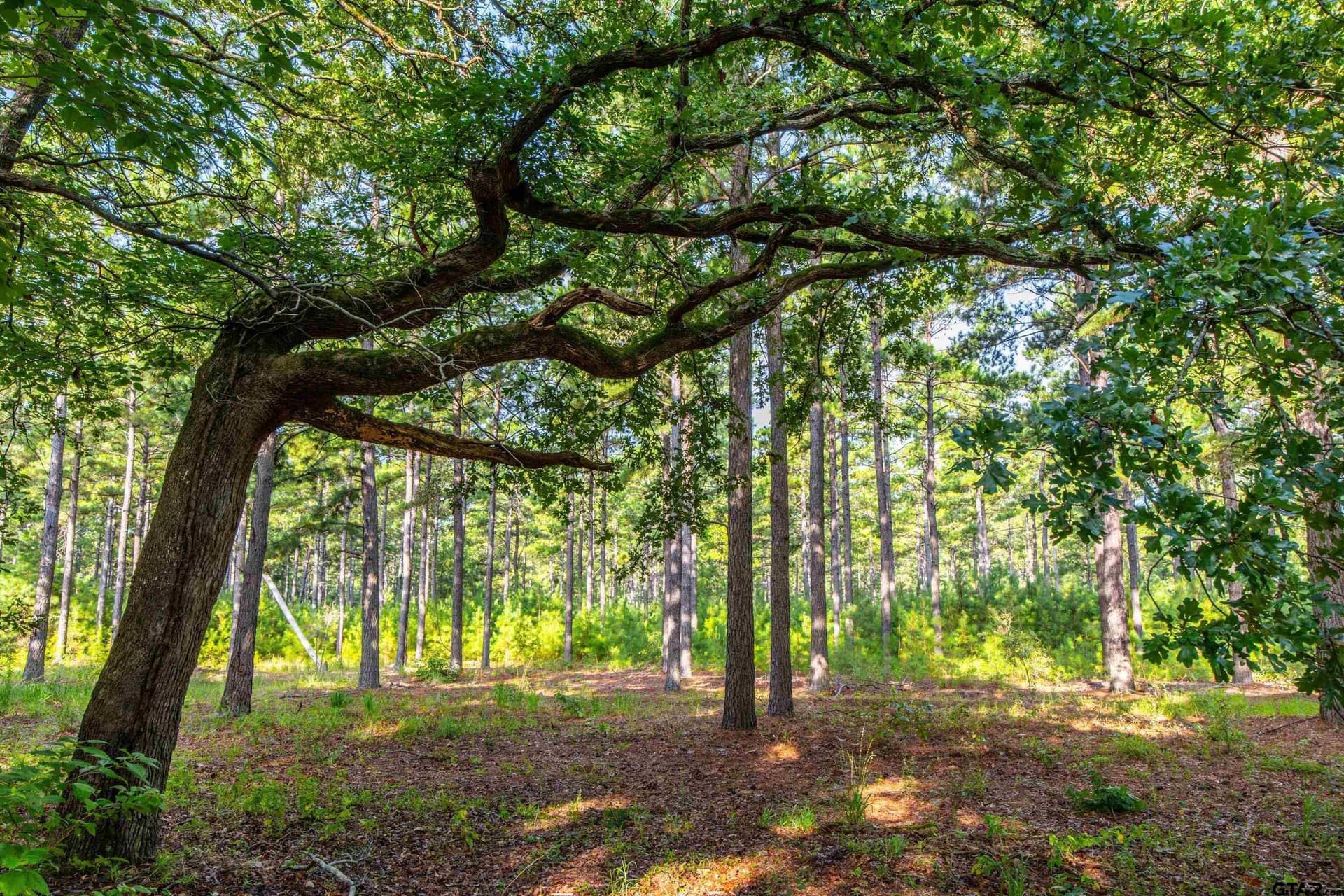 52.5 acres in Henderson County - photo 7