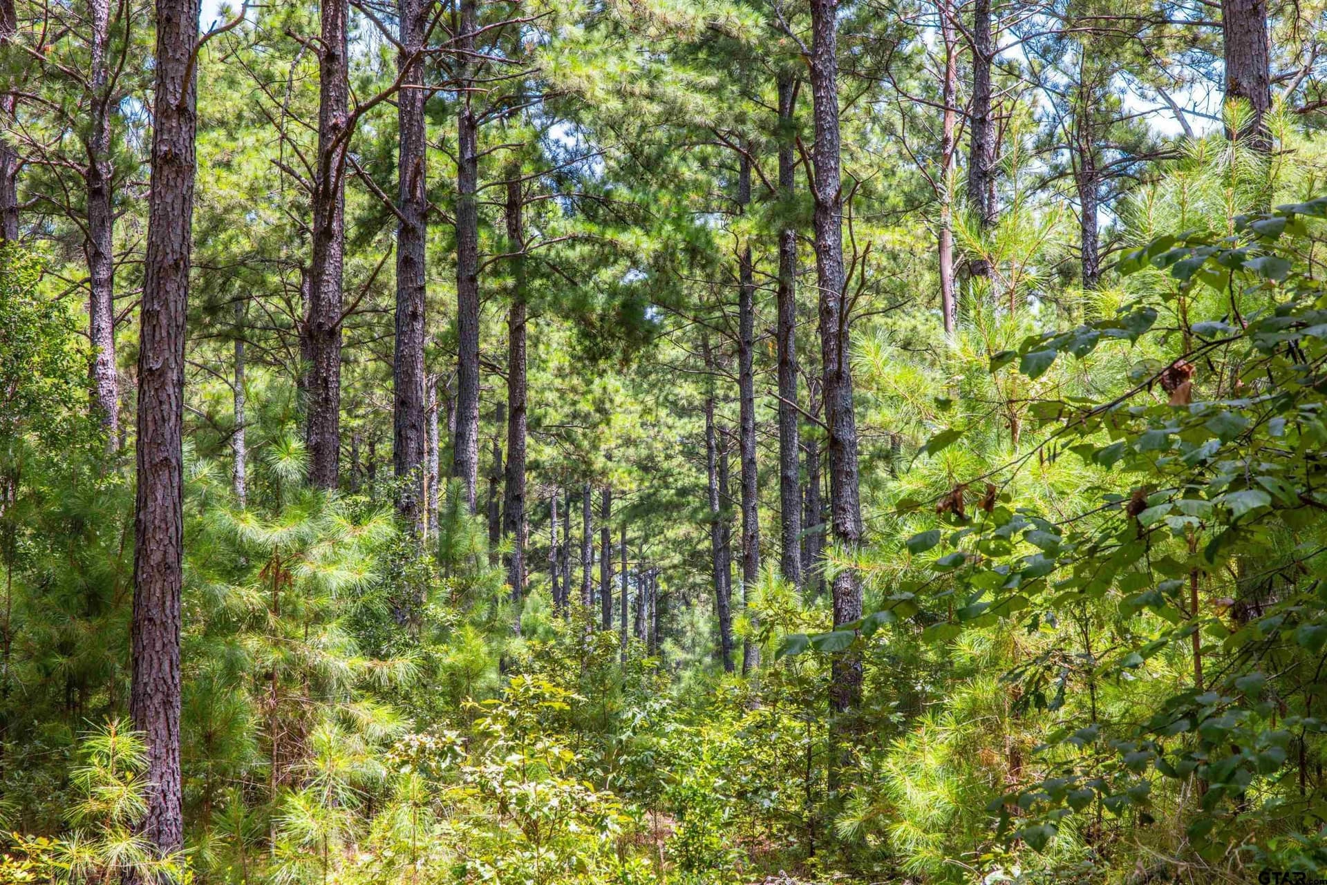 52.5 acres in Henderson County - photo 10