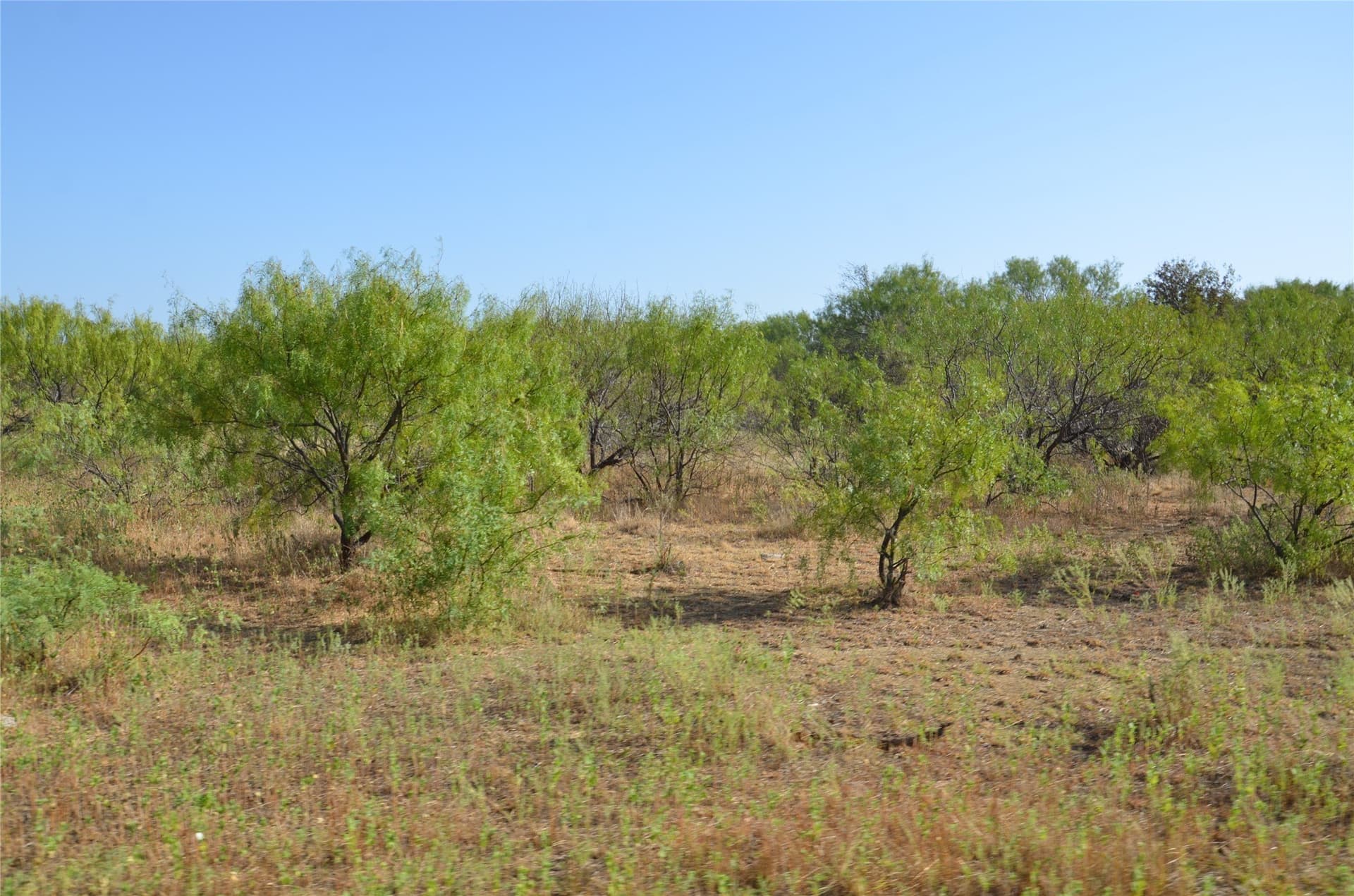 555 acres in Callahan County - photo 10