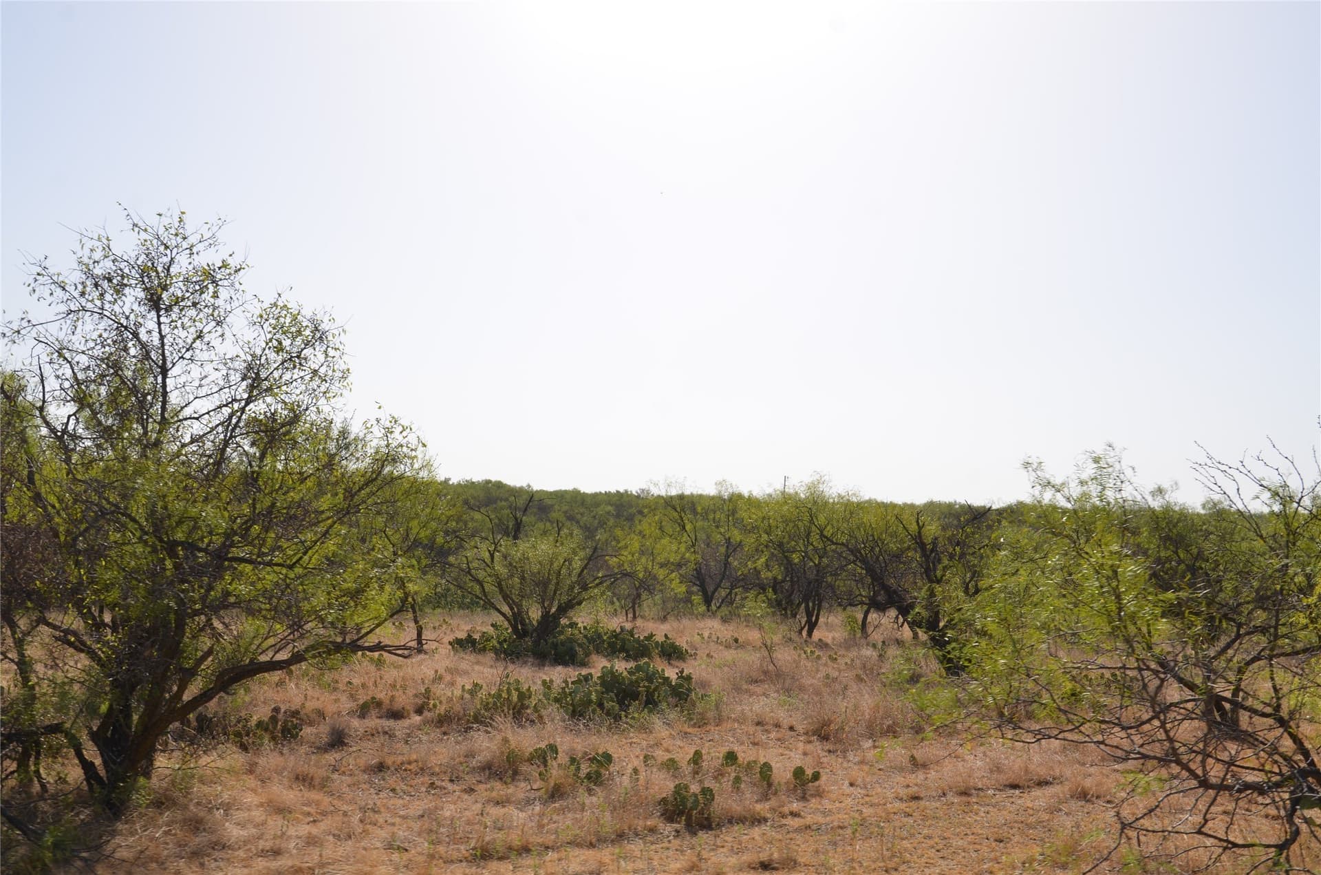 555 acres in Callahan County - photo 21
