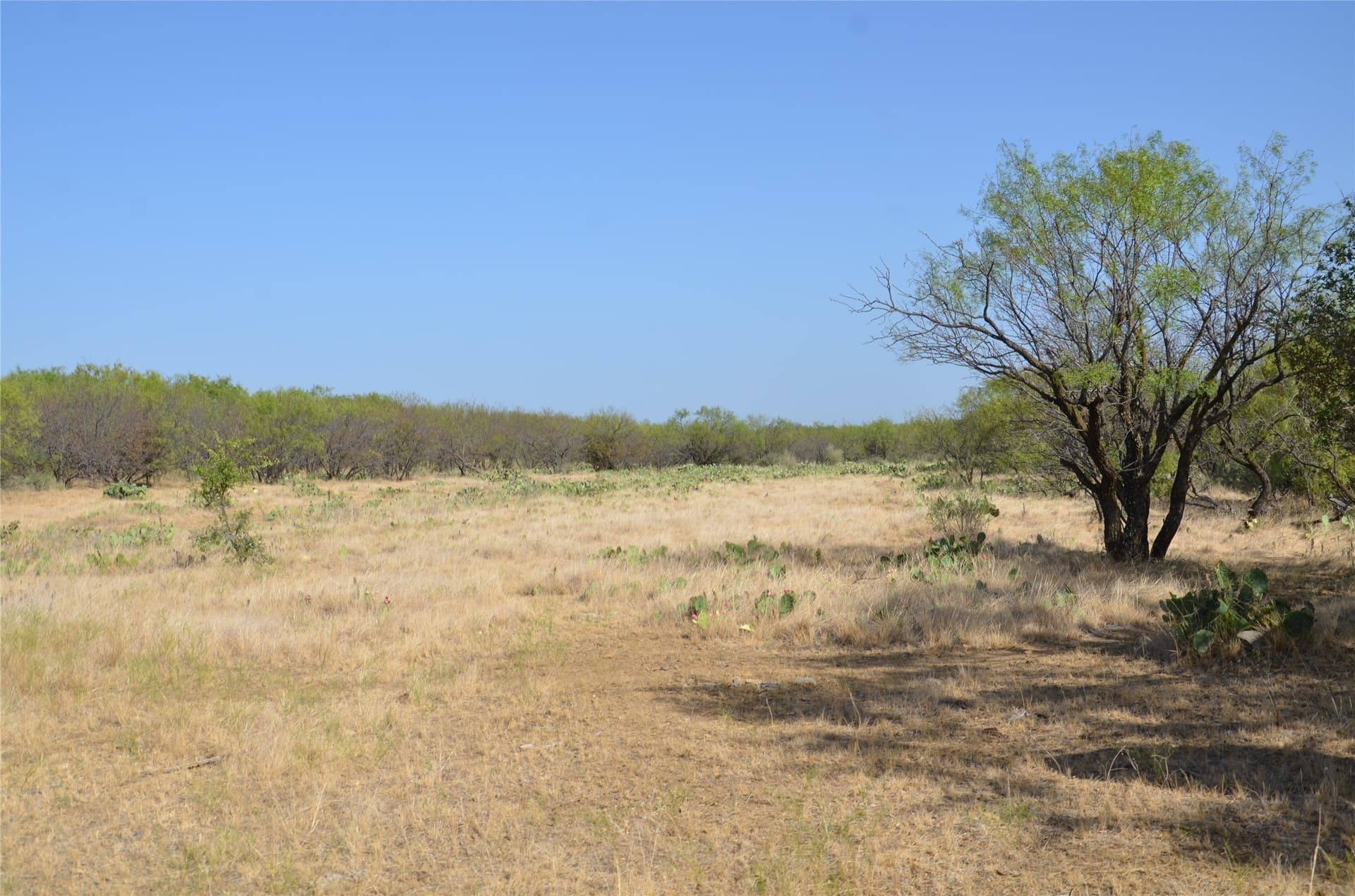 555 acres in Callahan County - photo 17