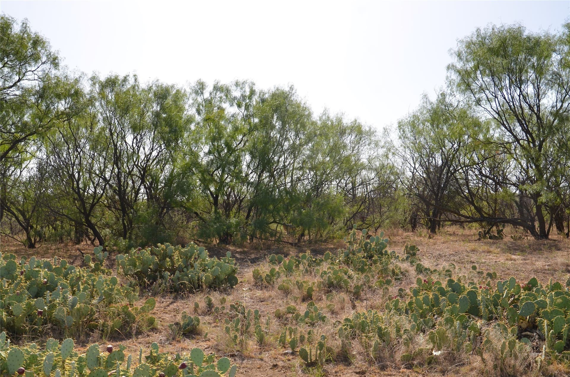 555 acres in Callahan County - photo 25