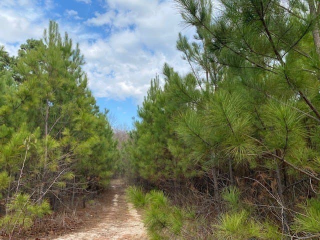 15.53 acres in Henderson County gallery image 3