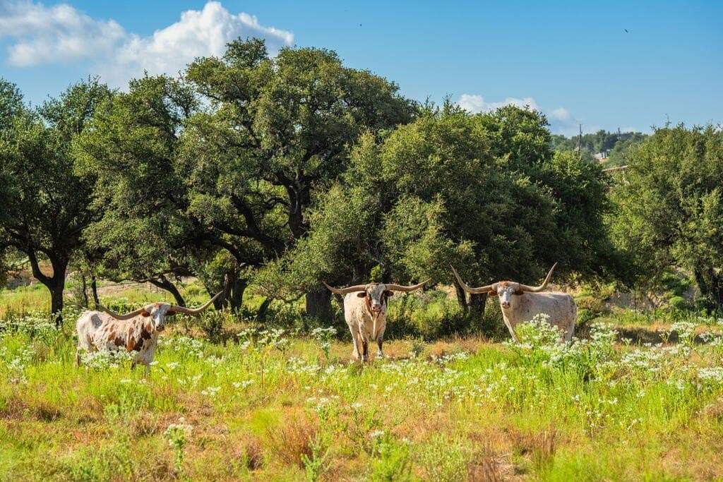 20 acres in Blanco County - photo 18