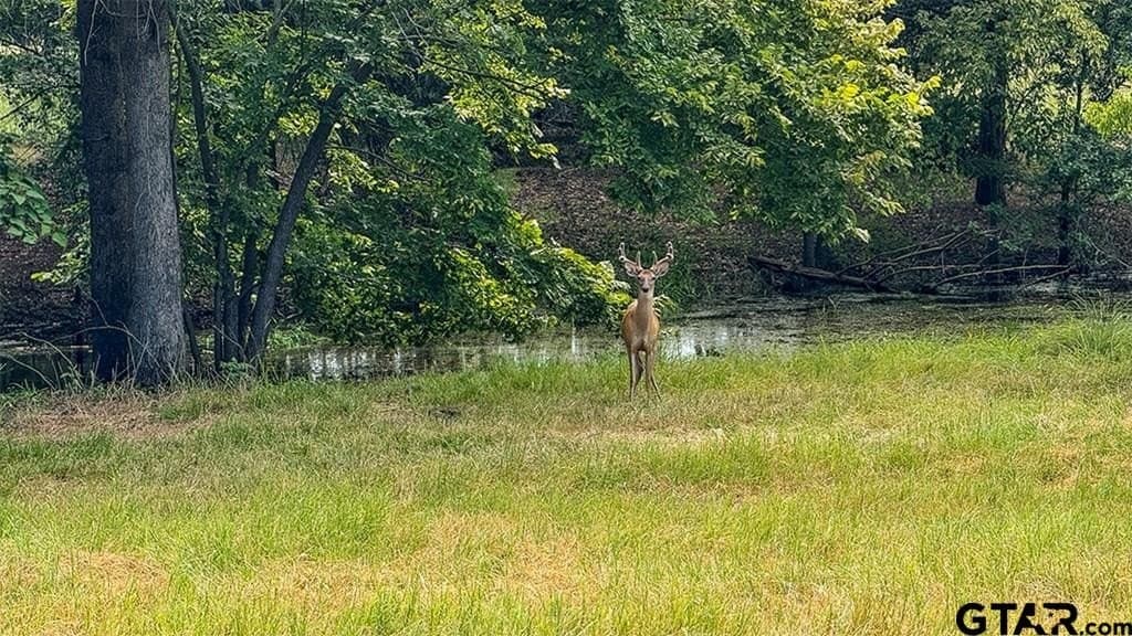 12.06 acres in Henderson County - photo 7