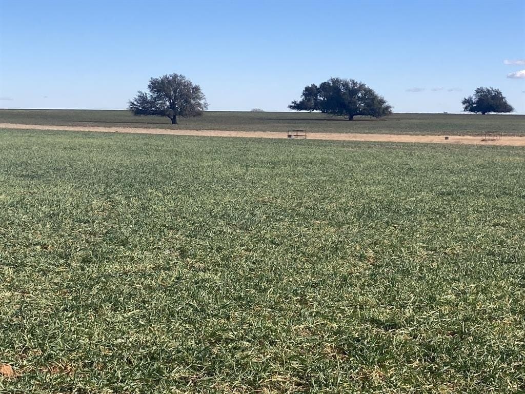 533 acres in Young County gallery image 3