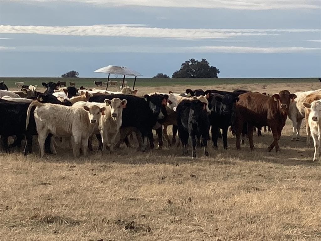 533 acres in Young County featured view