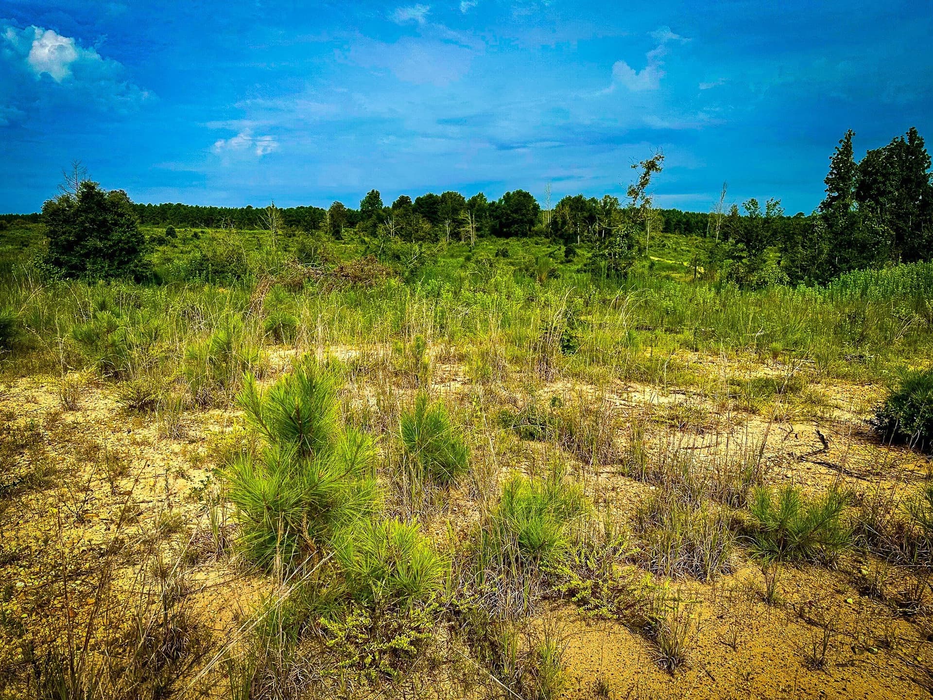 148 acres in Polk County - photo 38