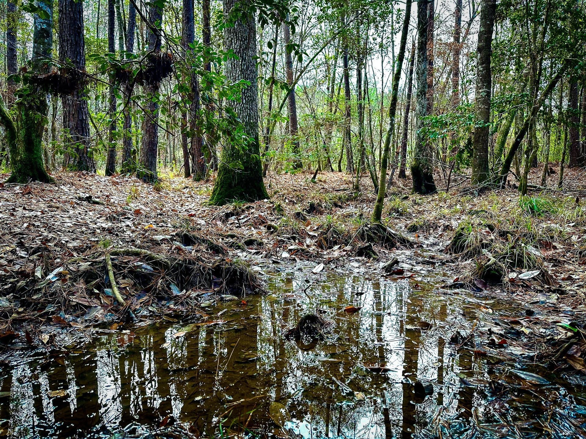 148 acres in Polk County - photo 7