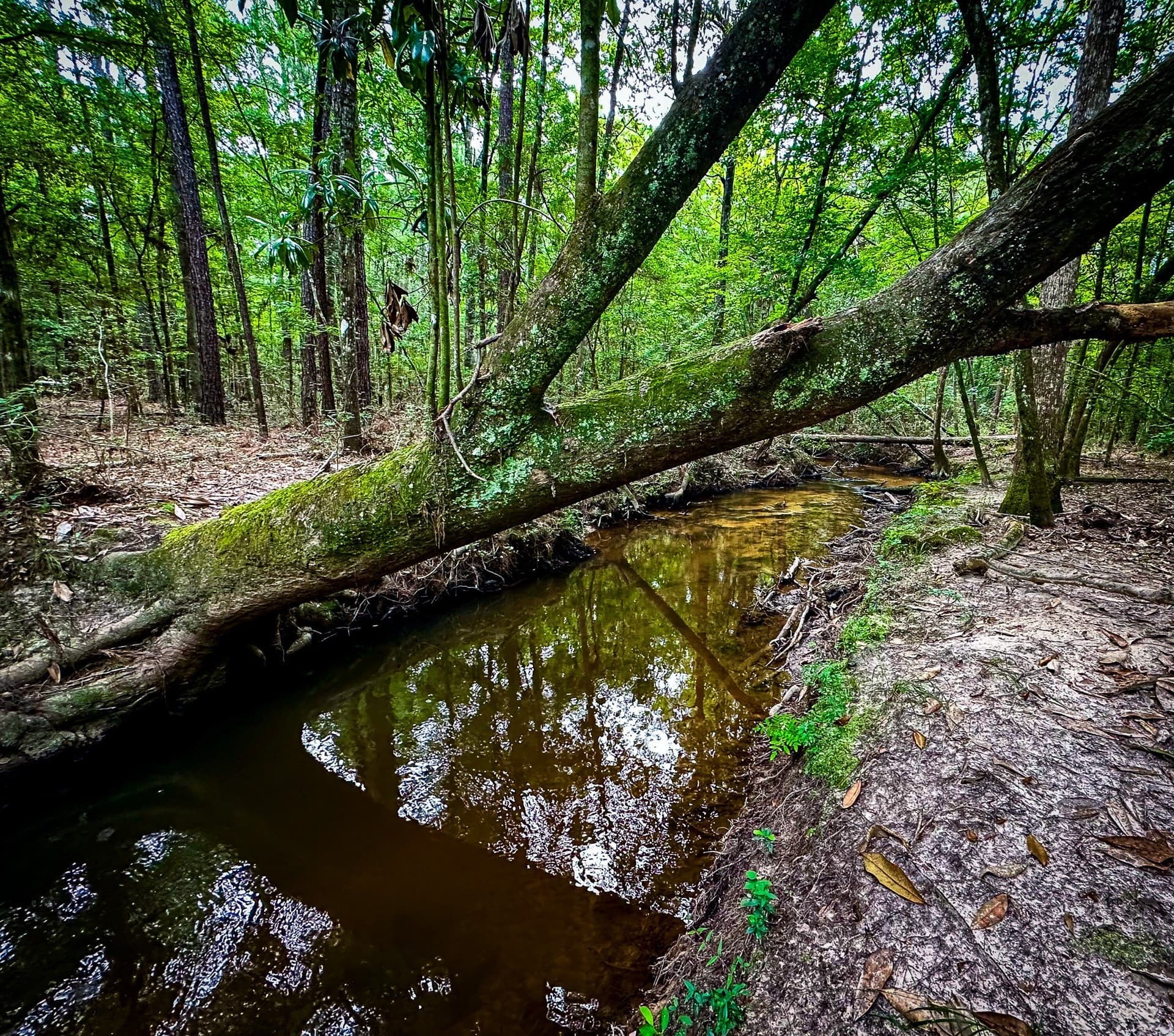 148 acres in Polk County - photo 17