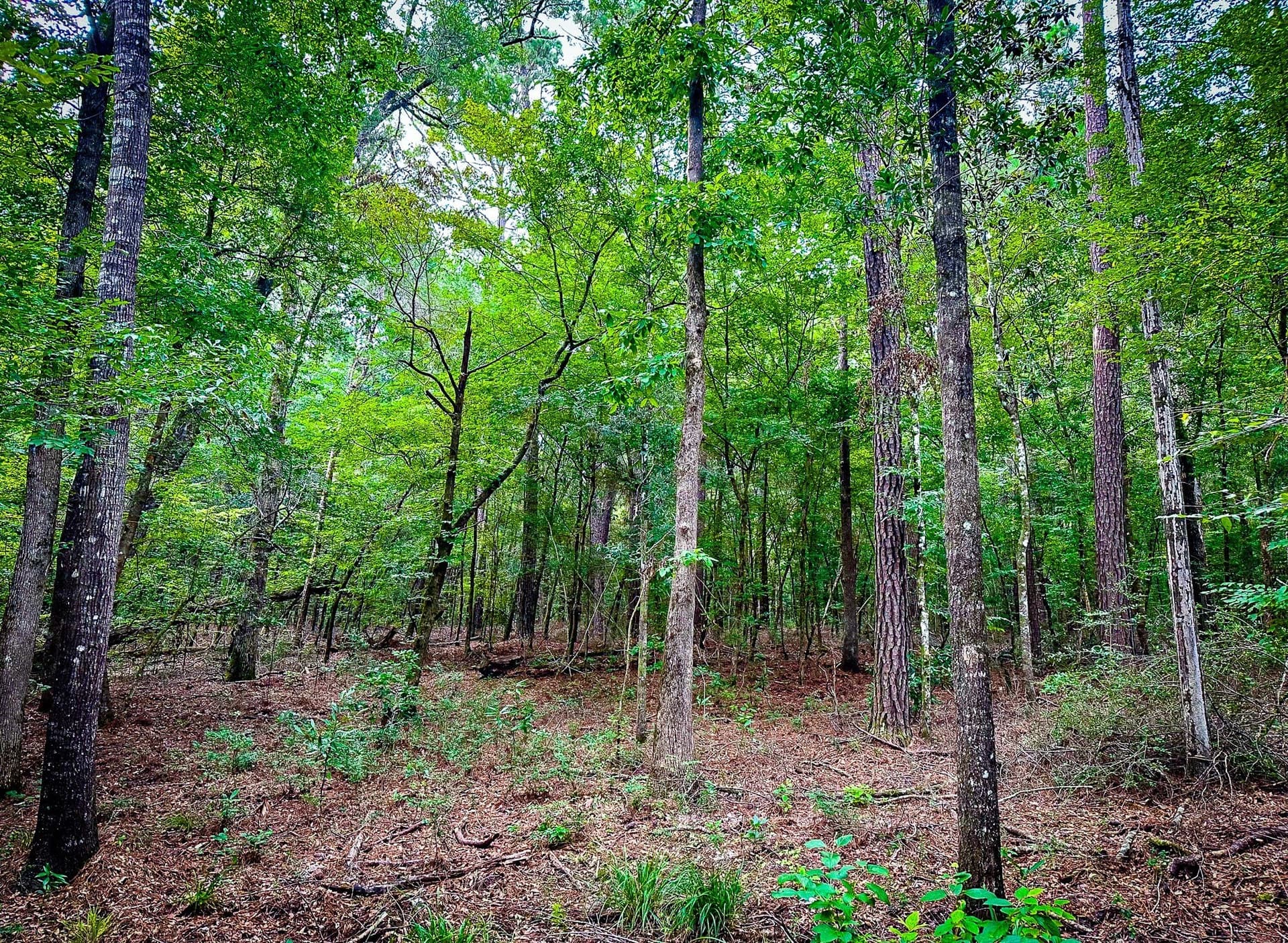 148 acres in Polk County - photo 33