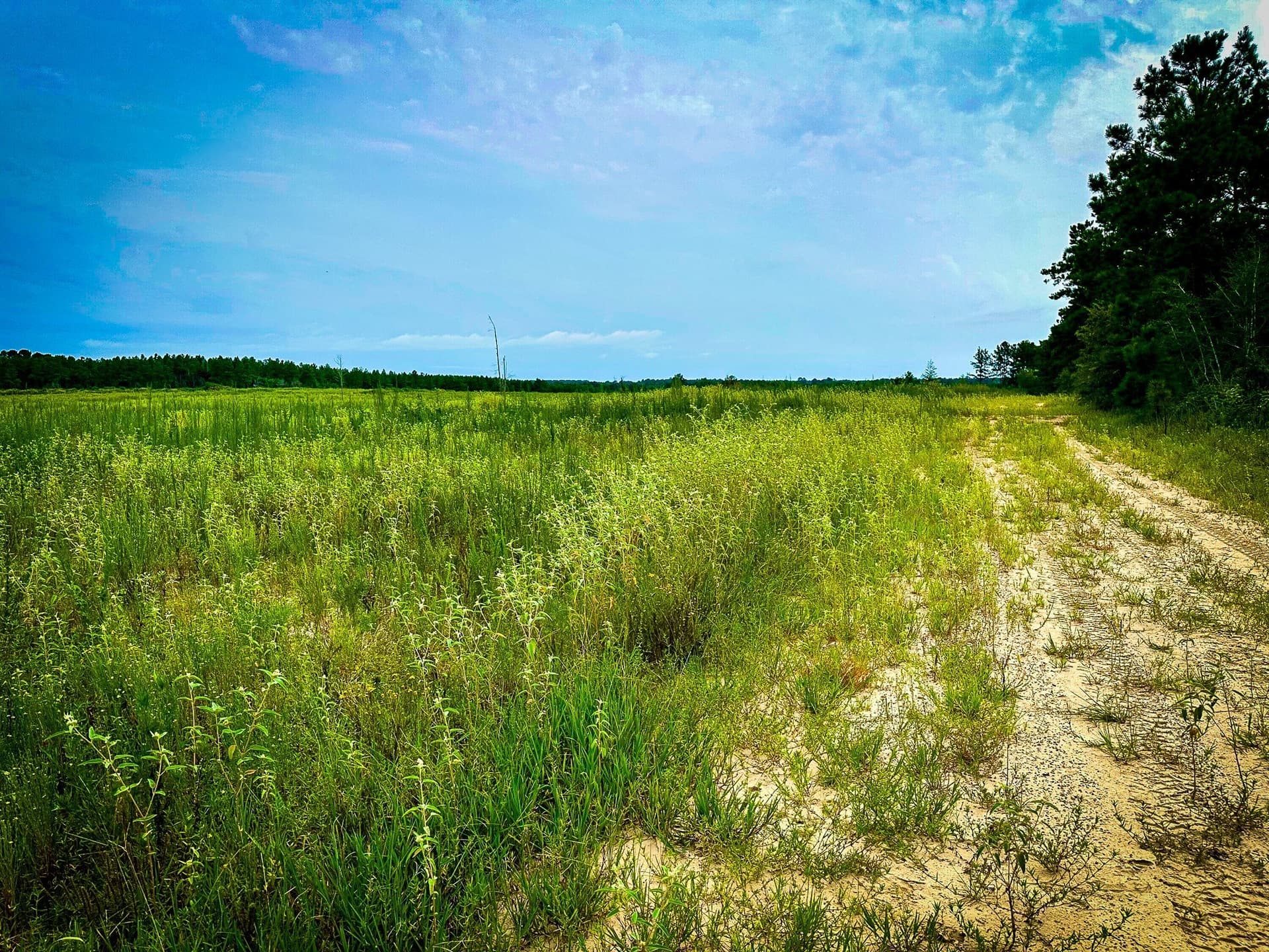 148 acres in Polk County - photo 22