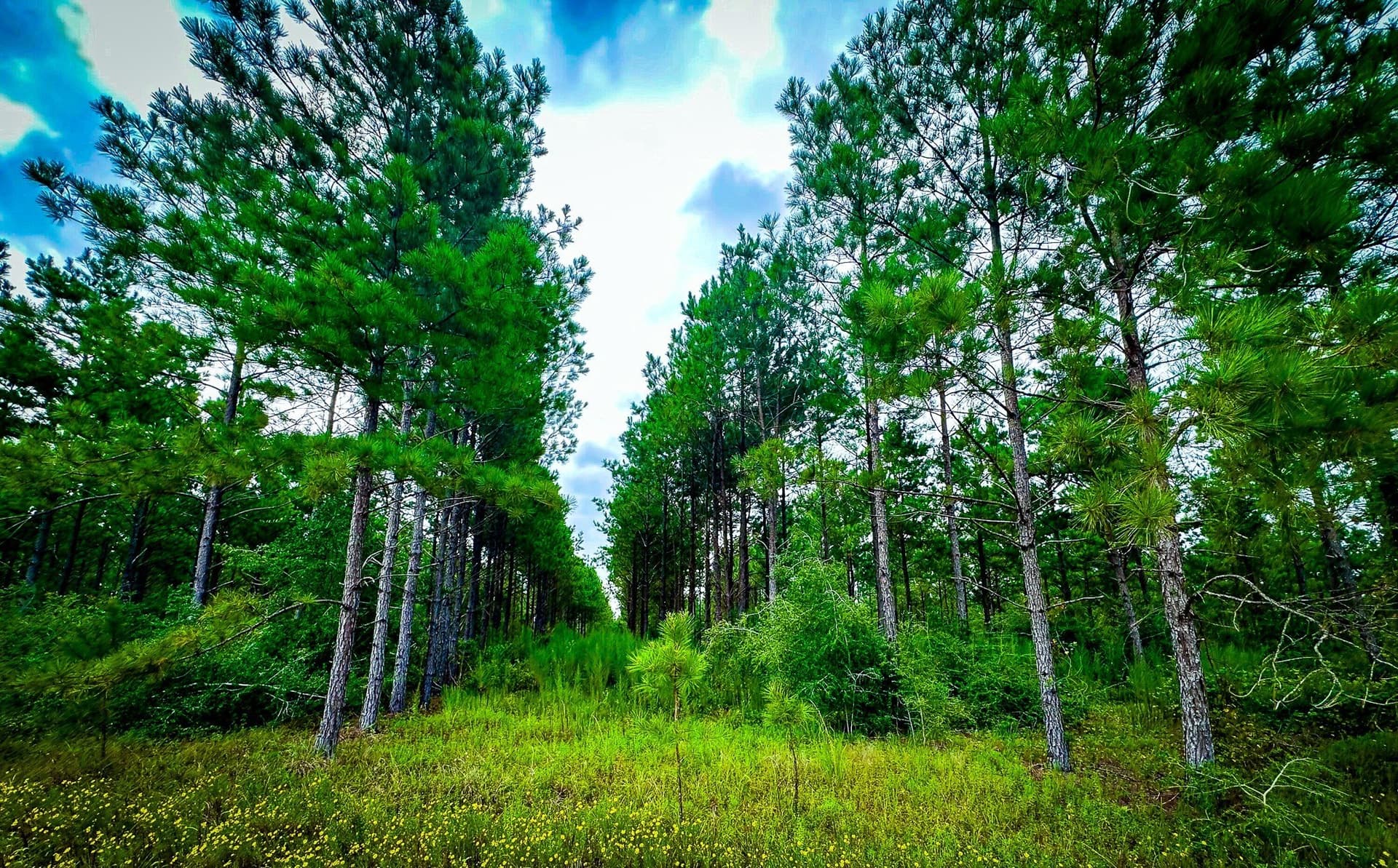 148 acres in Polk County - photo 26