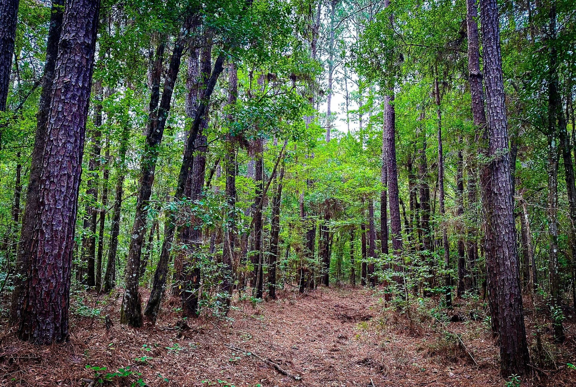 148 acres in Polk County - photo 15