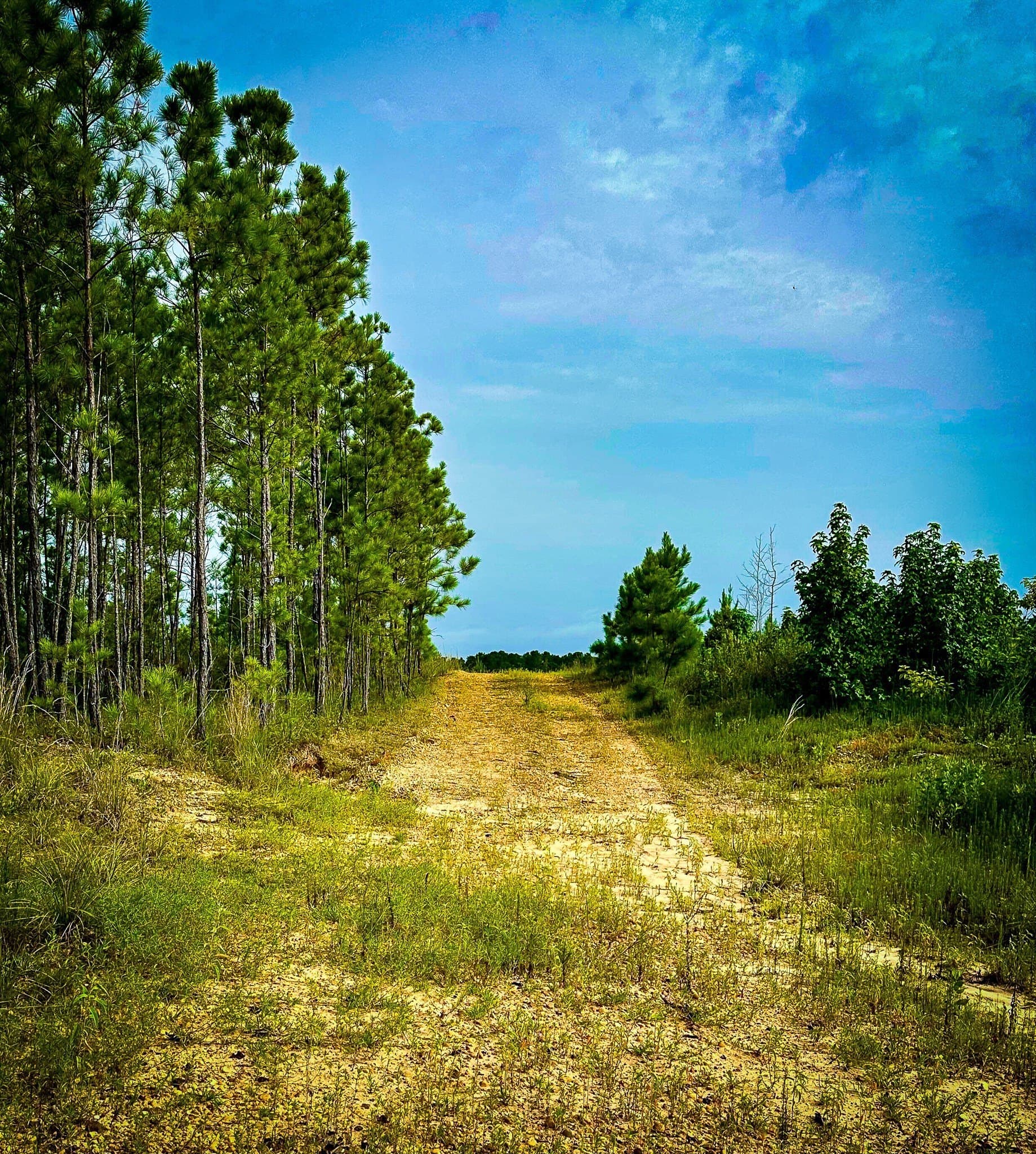 148 acres in Polk County - photo 37