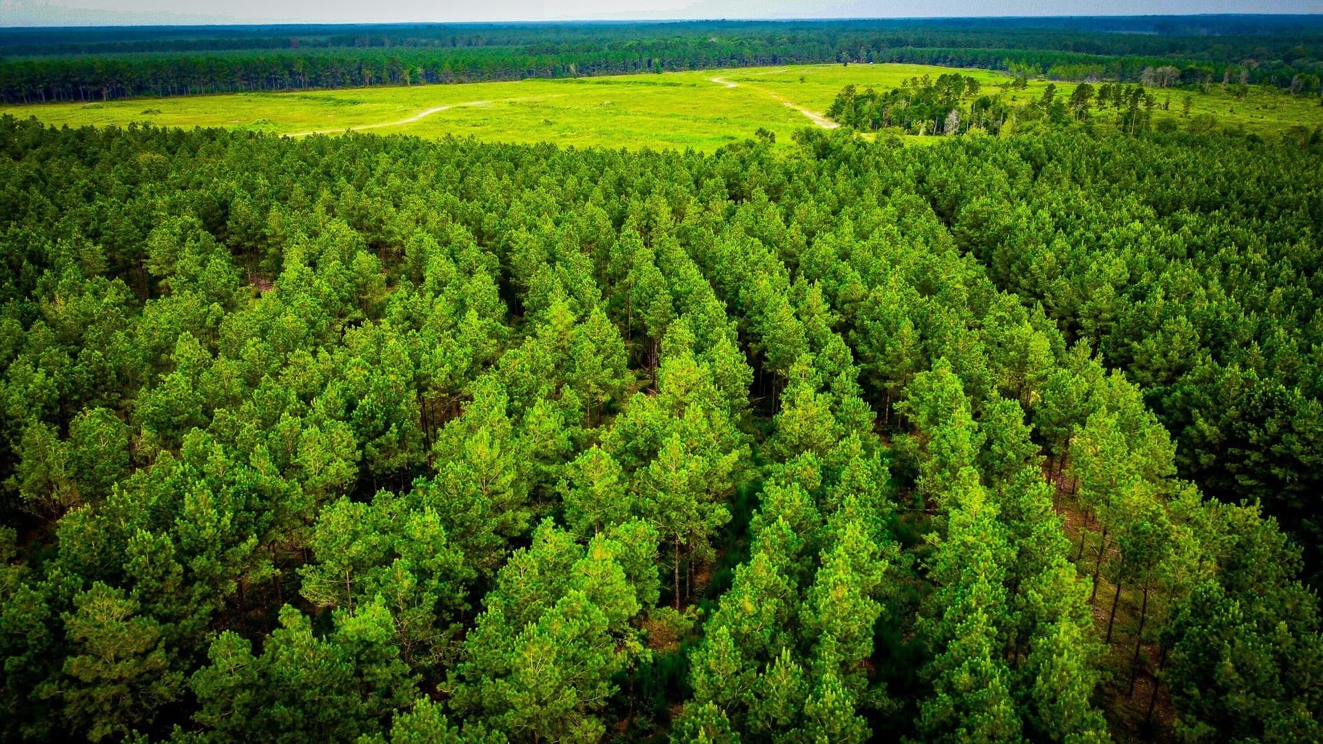 148 acres in Polk County - photo 8
