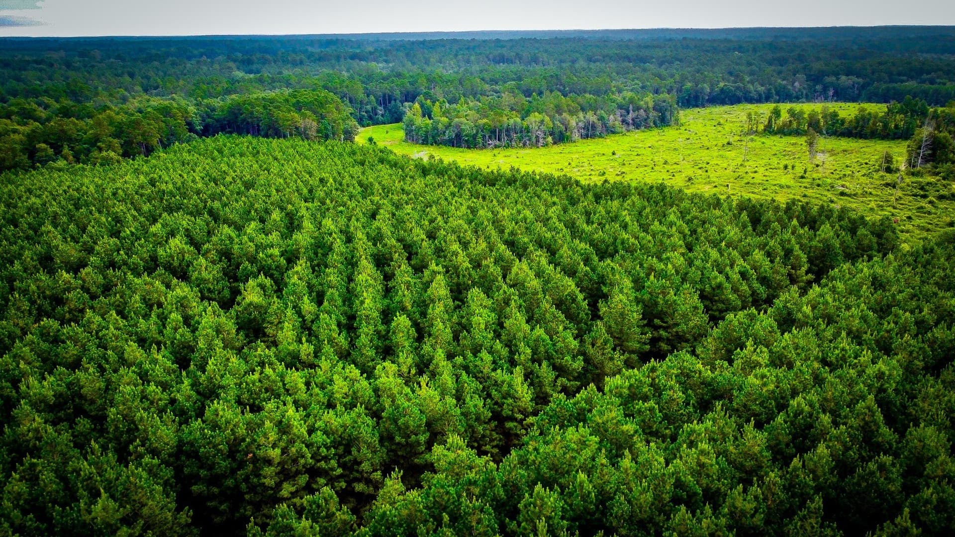 148 acres in Polk County - photo 9