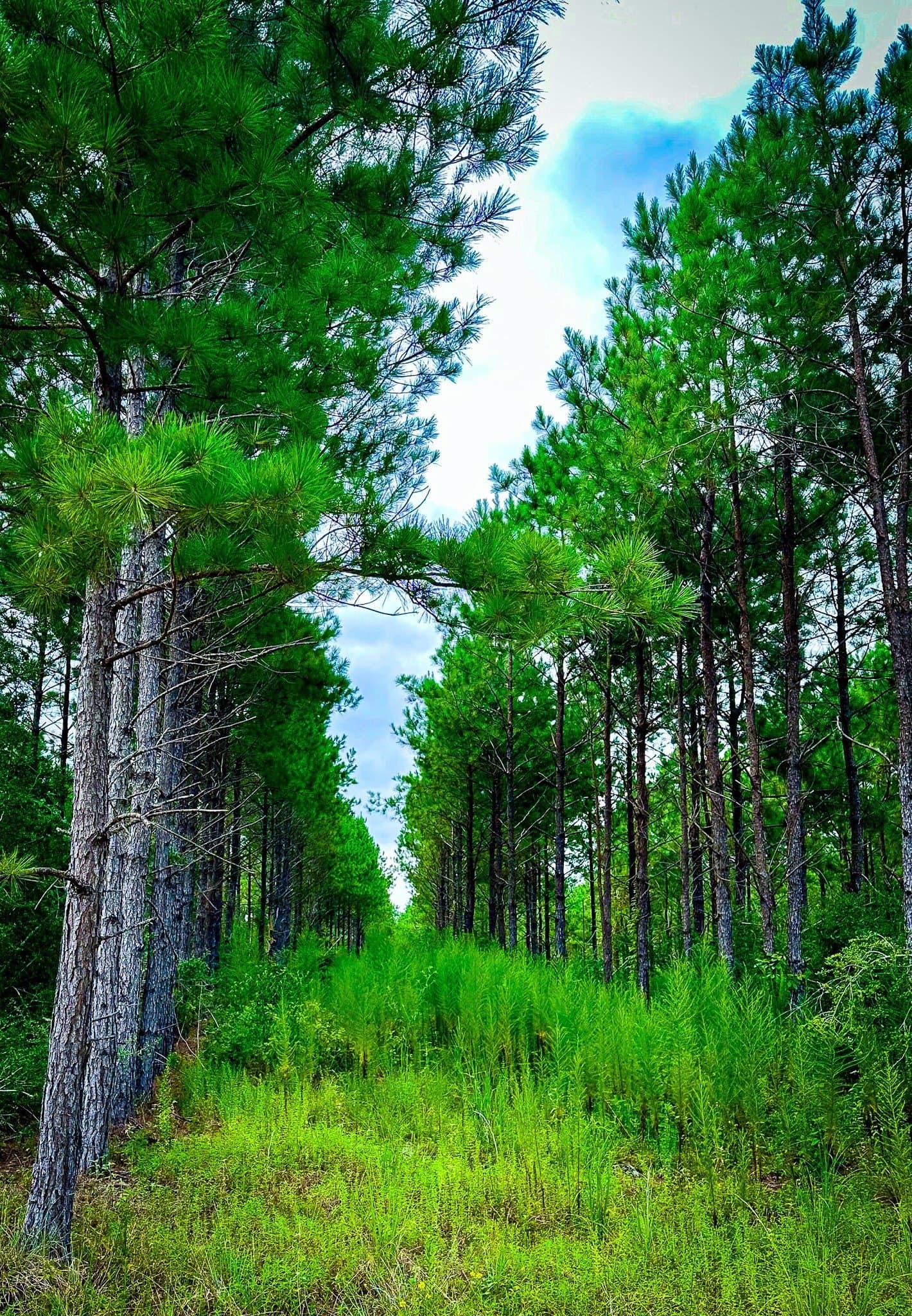 148 acres in Polk County - photo 34