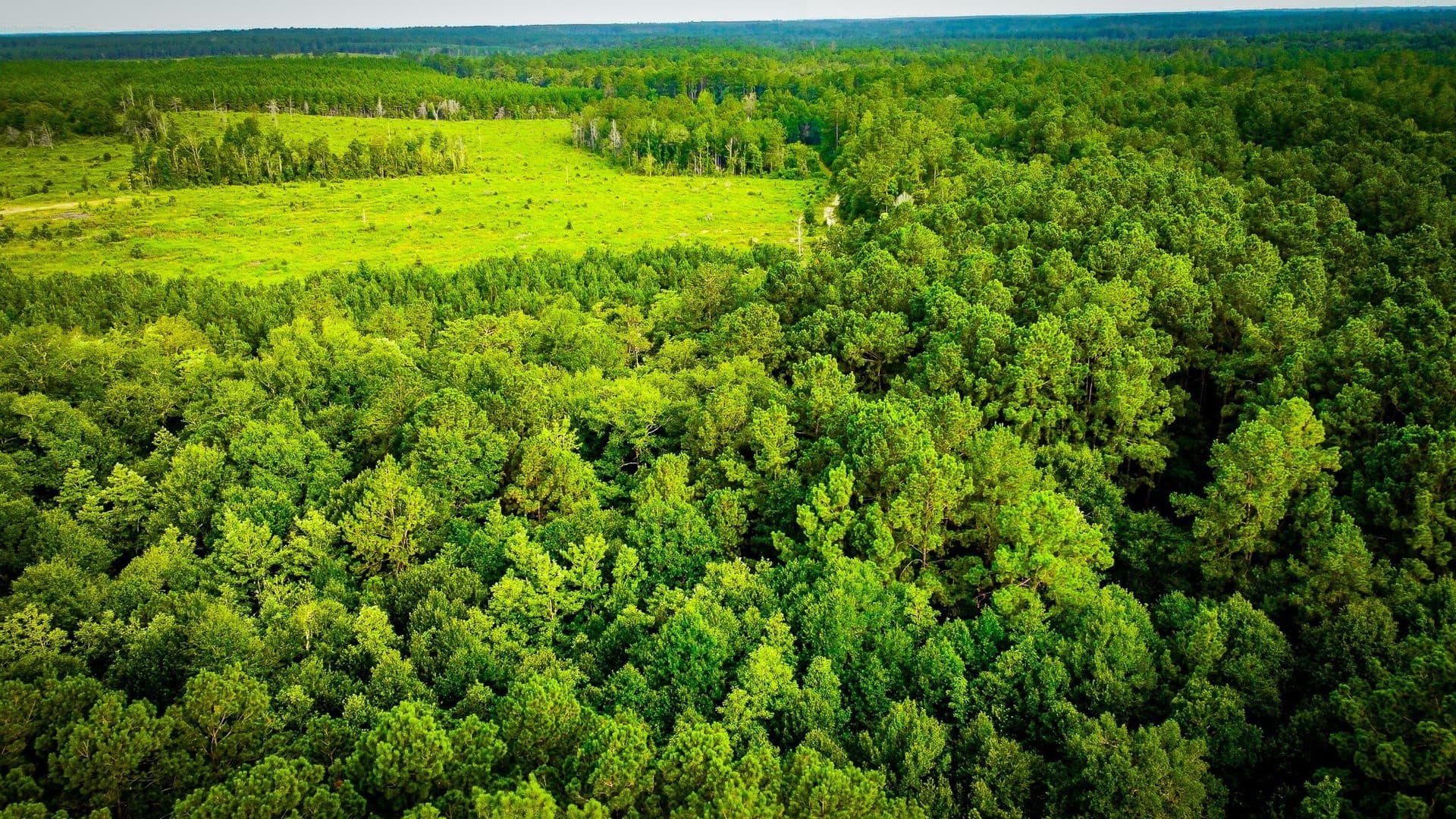 148 acres in Polk County - photo 14