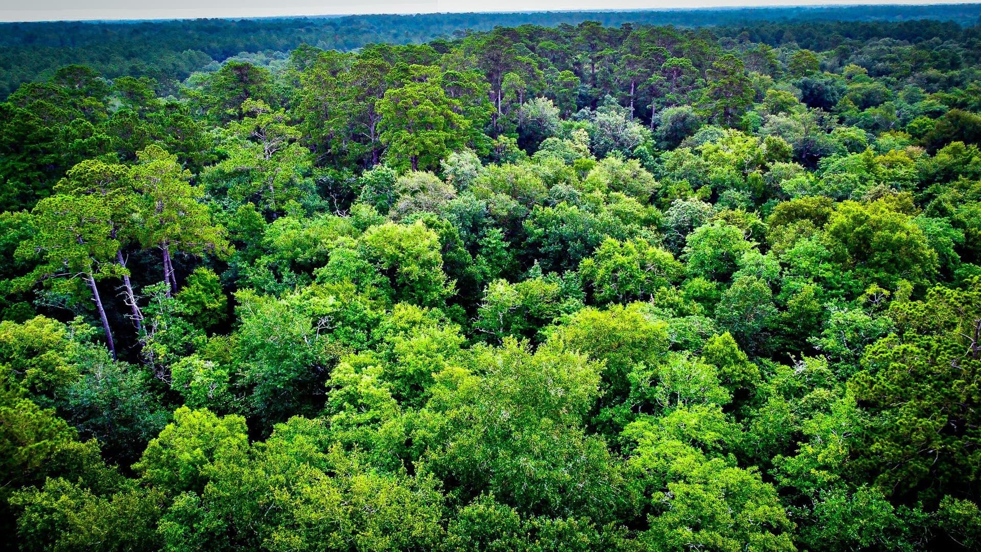 148 acres in Polk County - photo 6