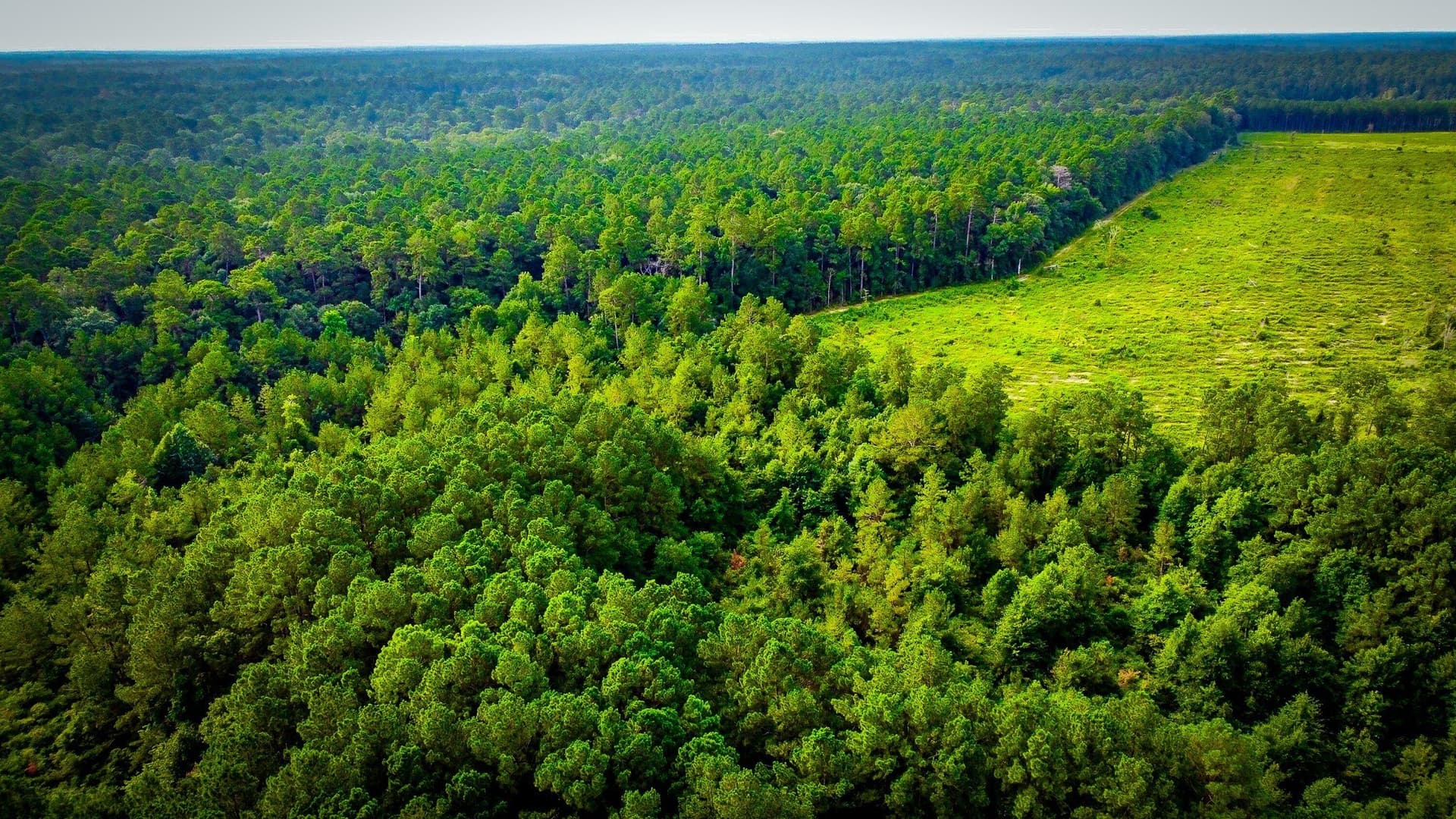 148 acres in Polk County - photo 16