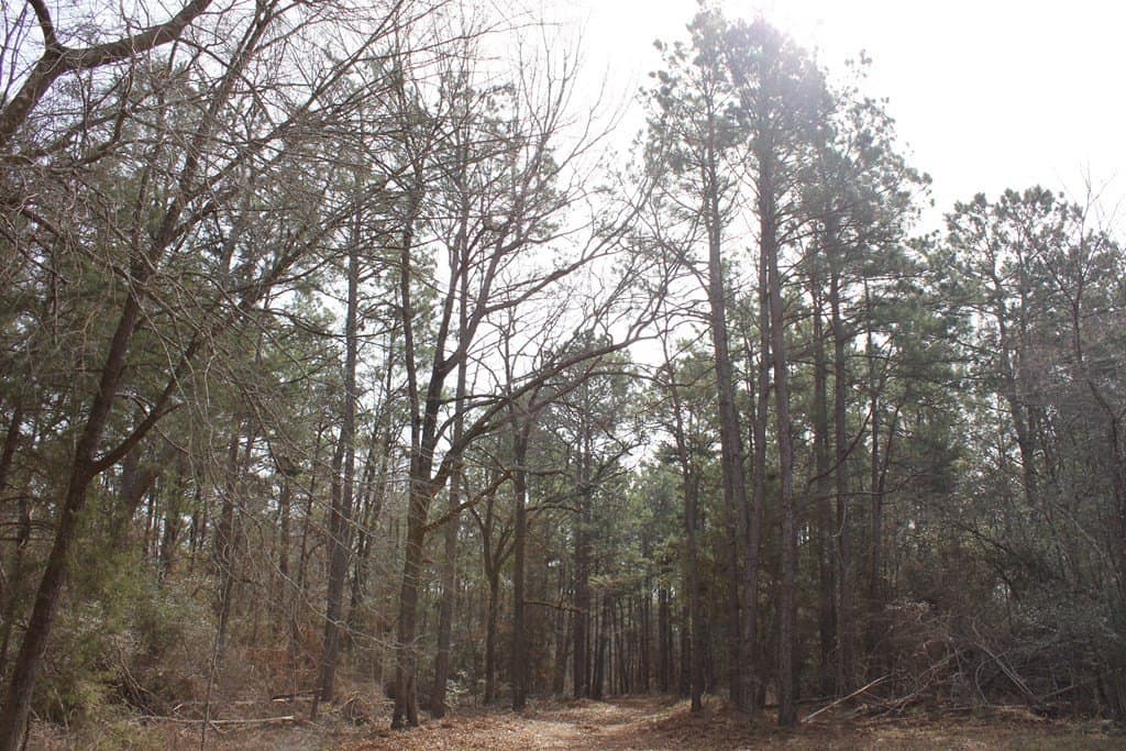 247.82 acres in Texas County - photo 11
