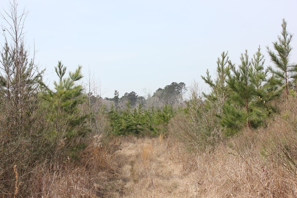 247.82 acres in Texas County - photo 21