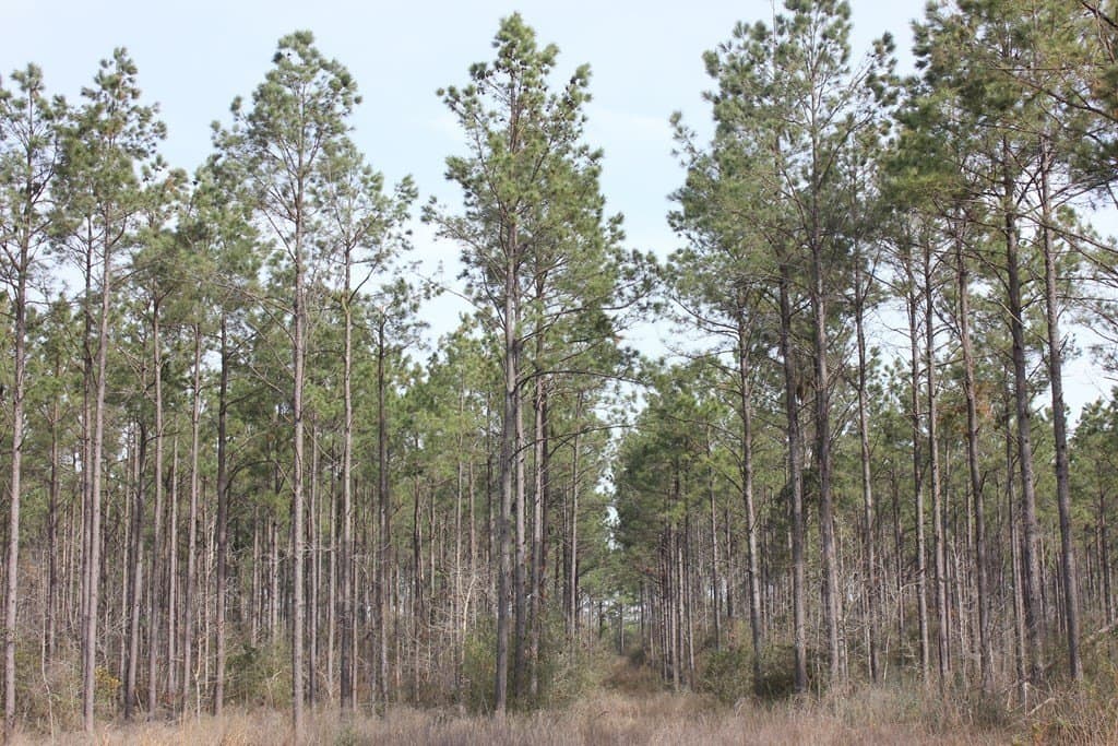 247.82 acres in Texas County - photo 16