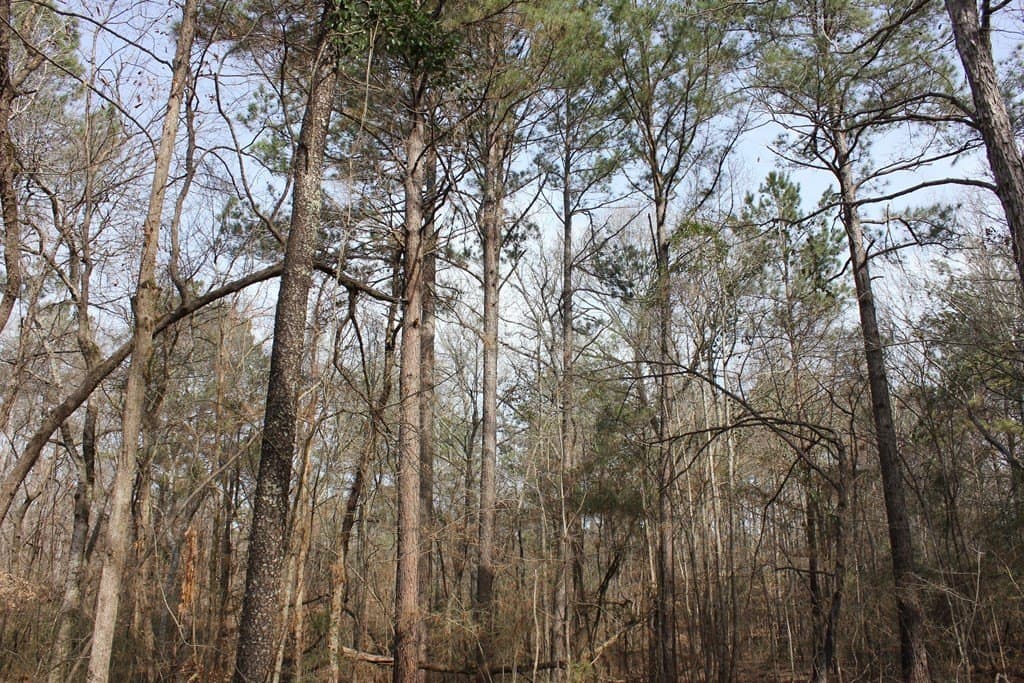 247.82 acres in Texas County - photo 2