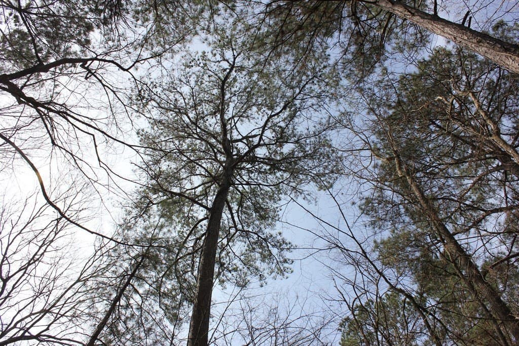 247.82 acres in Texas County - photo 7