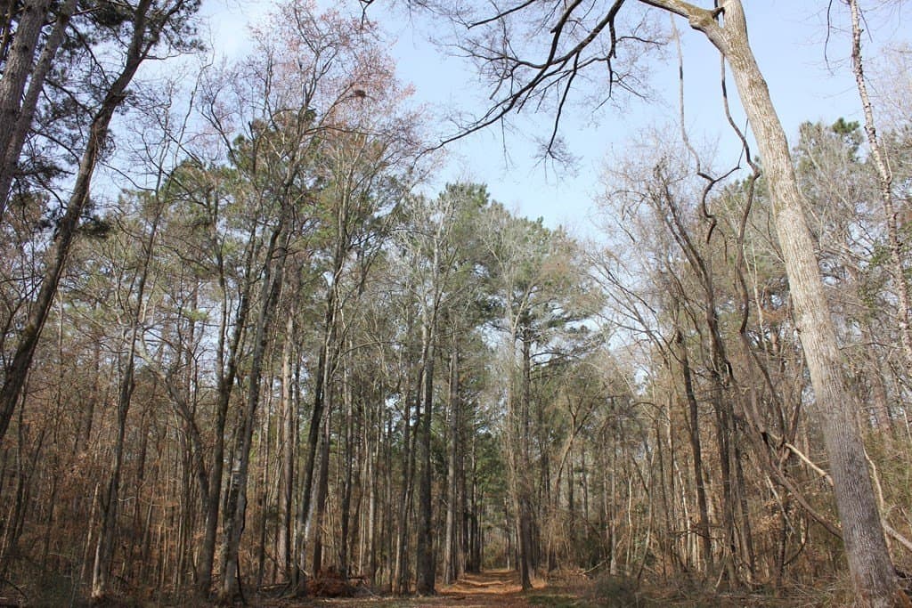 247.82 acres in Texas County - photo 5
