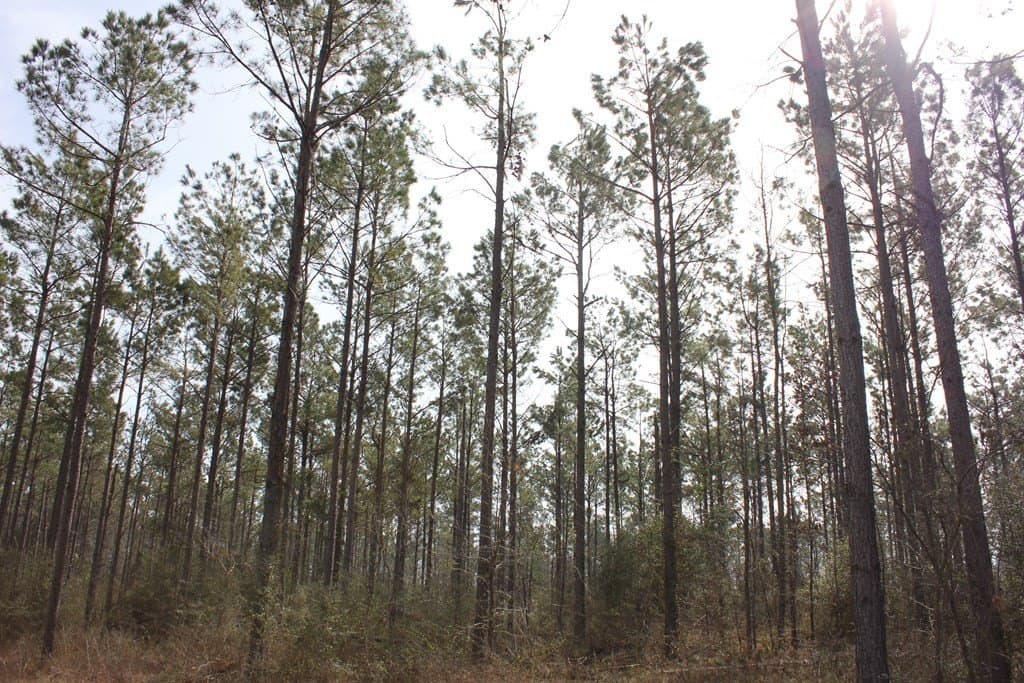 247.82 acres in Texas County - photo 17