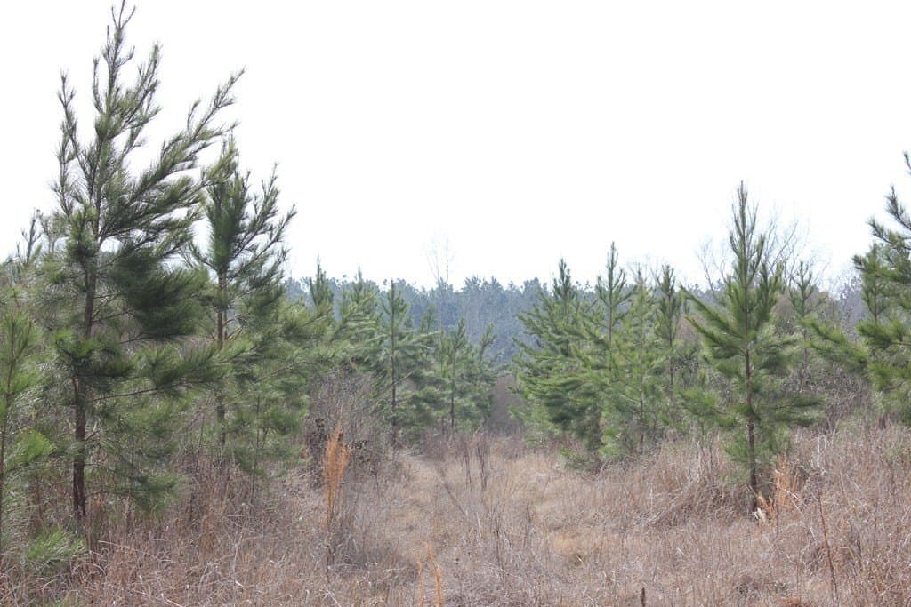 247.82 acres in Texas County - photo 22