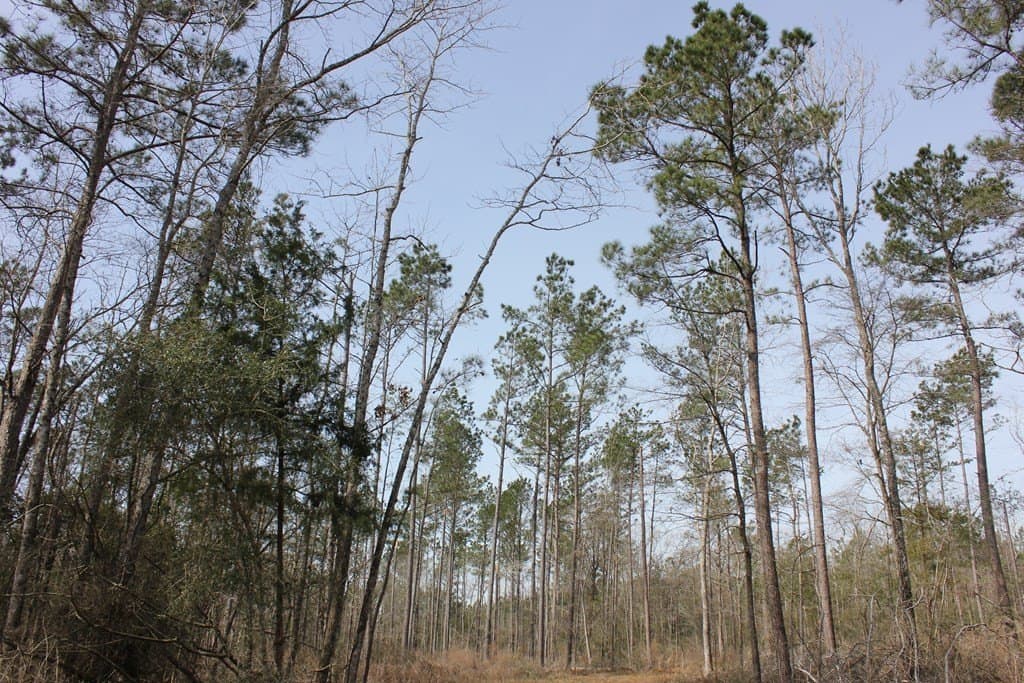 247.82 acres in Texas County - photo 9