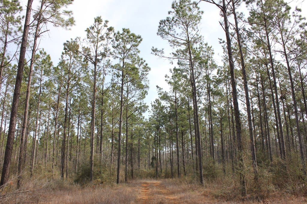 247.82 acres in Texas County - photo 19