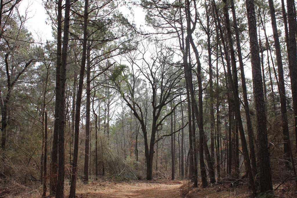 247.82 acres in Texas County