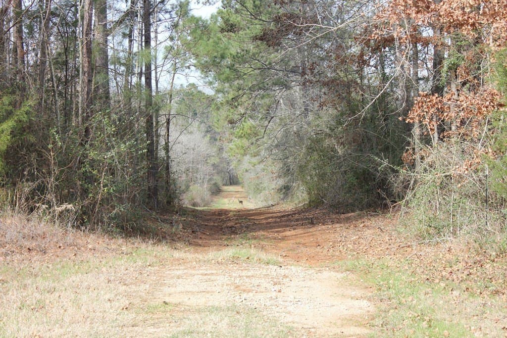 247.82 acres in Texas County - photo 23